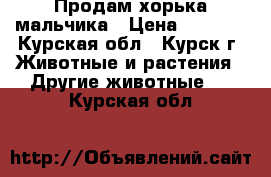 Продам хорька мальчика › Цена ­ 2 500 - Курская обл., Курск г. Животные и растения » Другие животные   . Курская обл.